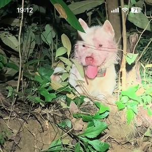 实战猎犬培训 头像