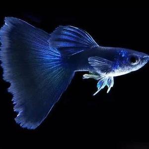 鱼快人生o0 头像