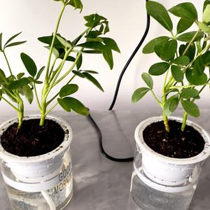 聪明的豆花 头像