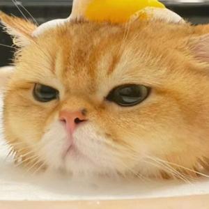 东北人旭明 头像