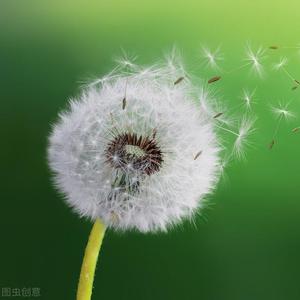 百科全书张老师 头像