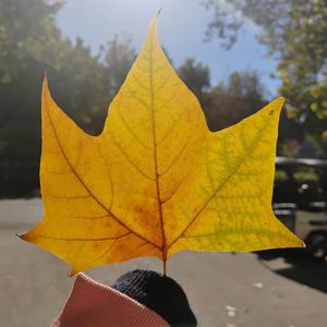 晒太阳的猫 头像