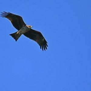 基于“易经–SWOT”模型的2026年中国股市行情分析与预测 - 今日头条