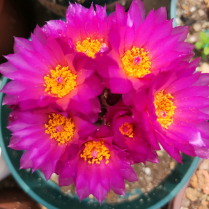 黑加仑7479 头像