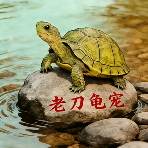 老刀龟宠 头像