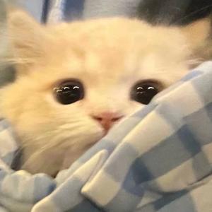 被窝探险家 头像