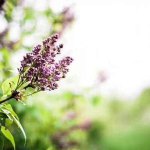 老乔来谈事 头像