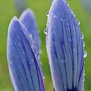 法苑一滴水 头像