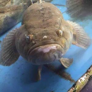 总得三省吾身吧 头像