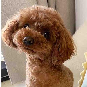 果果是只小可爱 头像