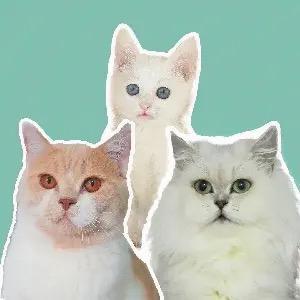 詹詹家的猫 头像
