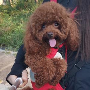 田园小豆包 头像