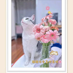 西北老兔子 头像