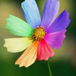 七色花 头像