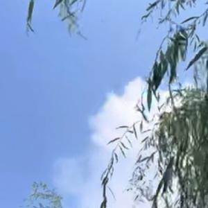 林间抓蚂蚱的孩子 头像