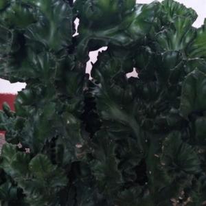 自由树林带你看世界 头像