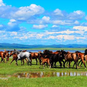 正大光明海浪n3 头像