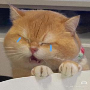 小猫也会哭泣 头像