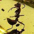 Ant一Hunter