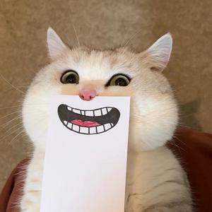 云顶喵星人 头像