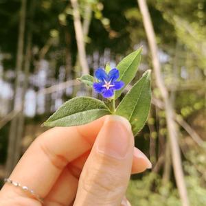 樱花追追头像