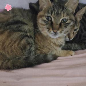 田园狸花猫 头像