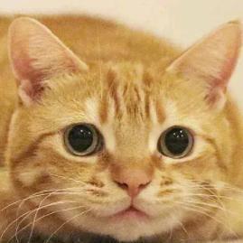 爱玩游戏的橘 头像