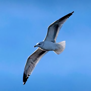 心容则容HB 头像