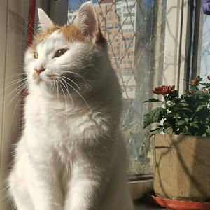 想看海的猫 头像