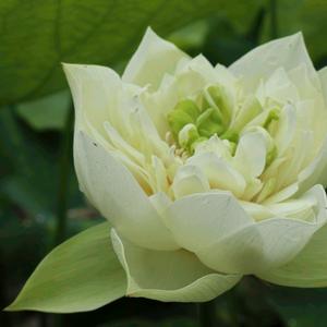 多彩远山h