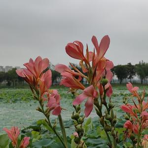 流年赋芳华 头像