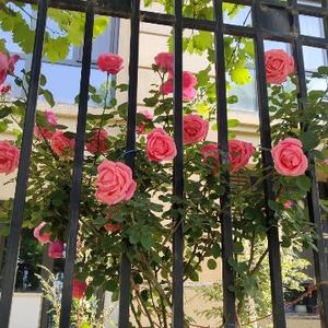 但偏偏o雨渐渐 头像