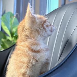 爆爆（抽象版） 头像