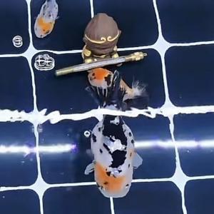 鱼乐圈大鹏 头像