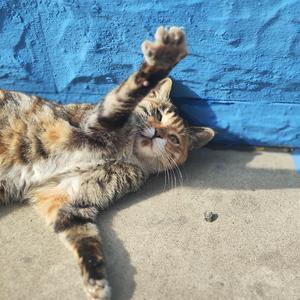 禧愿吟风阁 头像