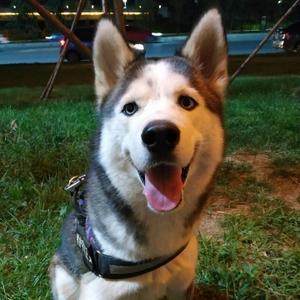 皮皮爱历史 头像