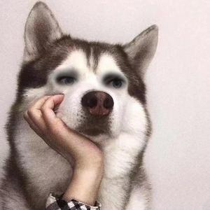 零式战斗炸鸡 头像