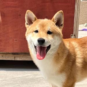 养猫狗就看瓜瓜 头像