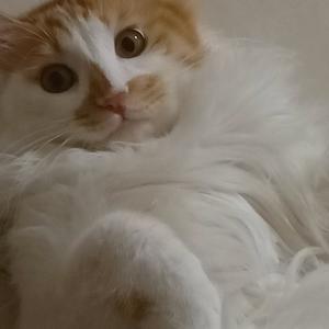 紫禁城下风飞扬 头像