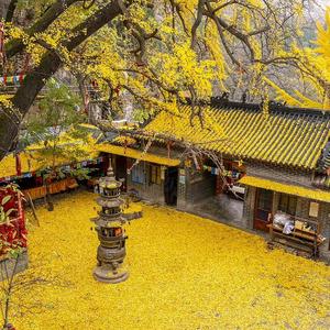 其乐融融伊宁3Y5 头像