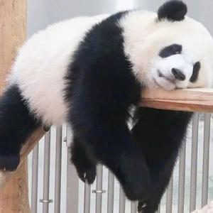 一口老牙
