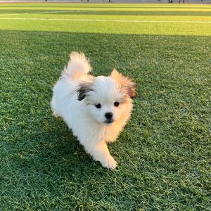 球球笨不笨 头像