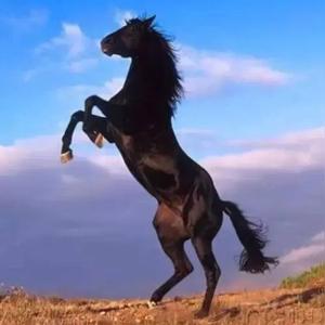 青鸟听书&王心桥 头像