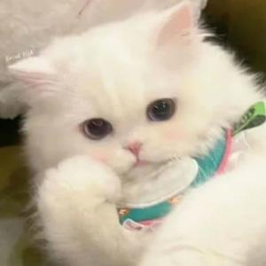 阿坤爱编辑 头像