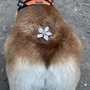 多才海燕Nw 头像