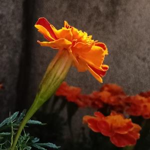 来一口圆子 头像