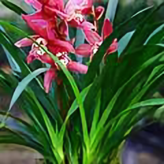 我从山中来570328