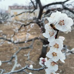 君不见风雪头像