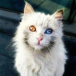 风起枫丶落 头像