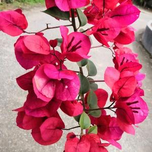 展茂财税 头像